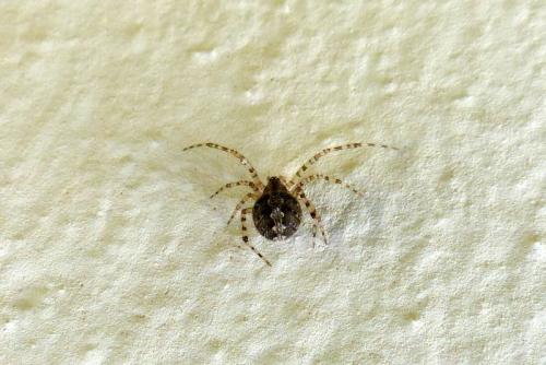 Theridion sp.